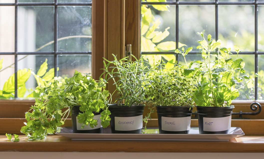 plantas medicinales que puedes tener en casa