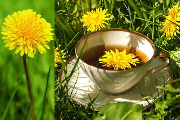 Dandelion za zdravje