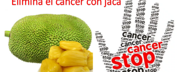 la jaca y sus beneficios contra el cáncer