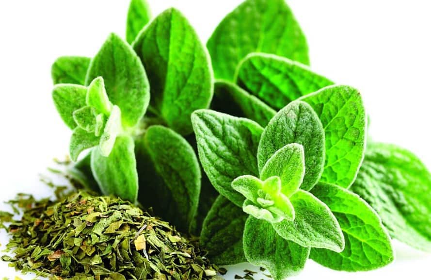 Beneficios del té de hoja de orégano para la salud