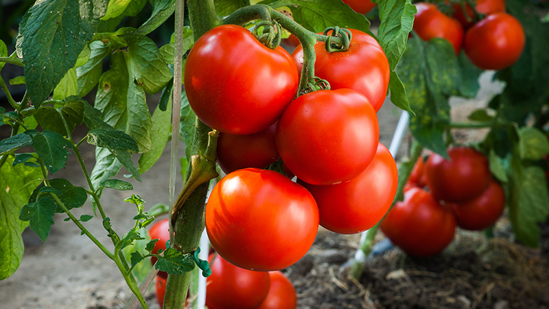 Beneficios del tomate para la piel