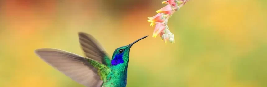 ver un colibrí