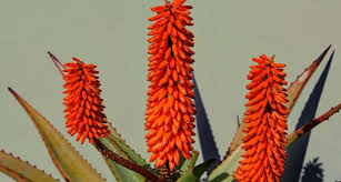 Floración del Aloe Vera