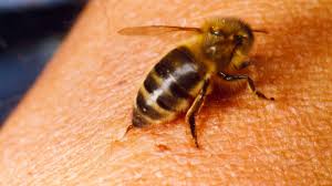 Veneno de Abeja con Potencial Antitumoral