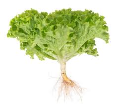 beneficios de la raíz de lechuga