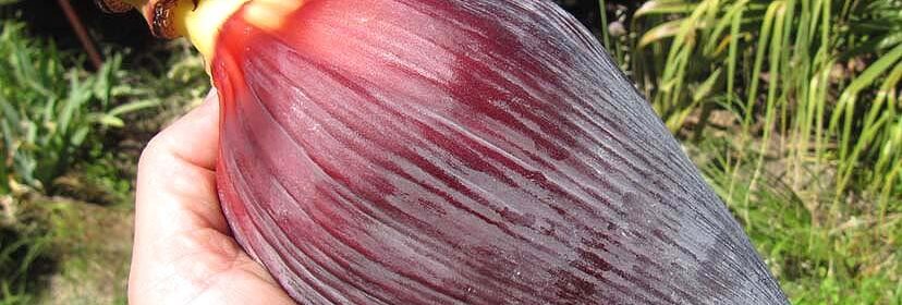 Flor de Plátano