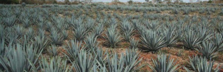 beneficios del Agave cocui