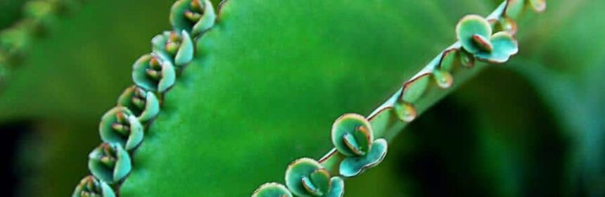 kalanchoe para mioma