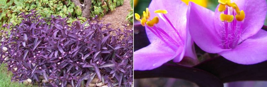 corazón morado