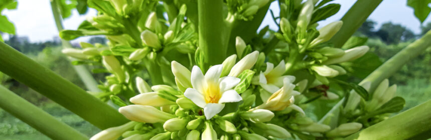 flores de papaya